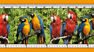 parrots