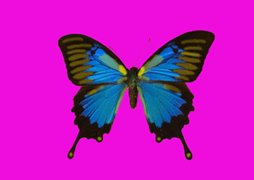 KL087 Blue butterfly on pink background