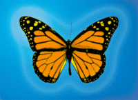 butterfly
