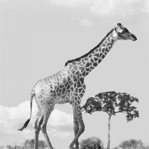 giraff