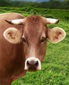 KL197 Smiling Cow
