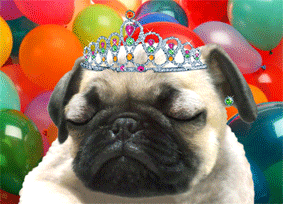 KL198 Happy birthday smiling pug with tiara