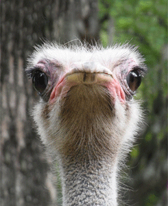 KL206 Smiling ostrich