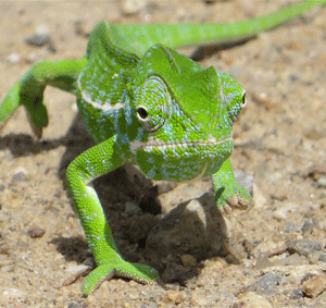 KL210 Smiling chameleon