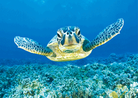 KL214 Smiling turtle