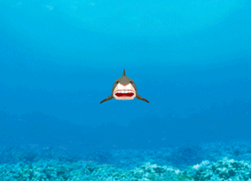 KL215  Smiling shark