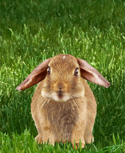 KL218 Smiling rabbit