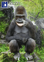 KL221 Smiling Gorilla
