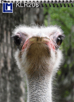 KLR206 Smiling Ostrich